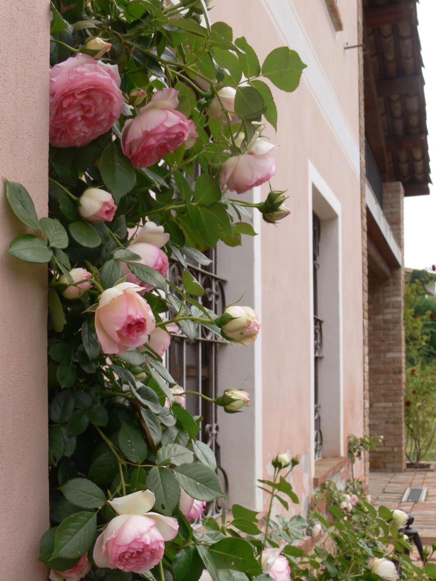 Casa Isabella Konuk evi Vaglio Serra Dış mekan fotoğraf