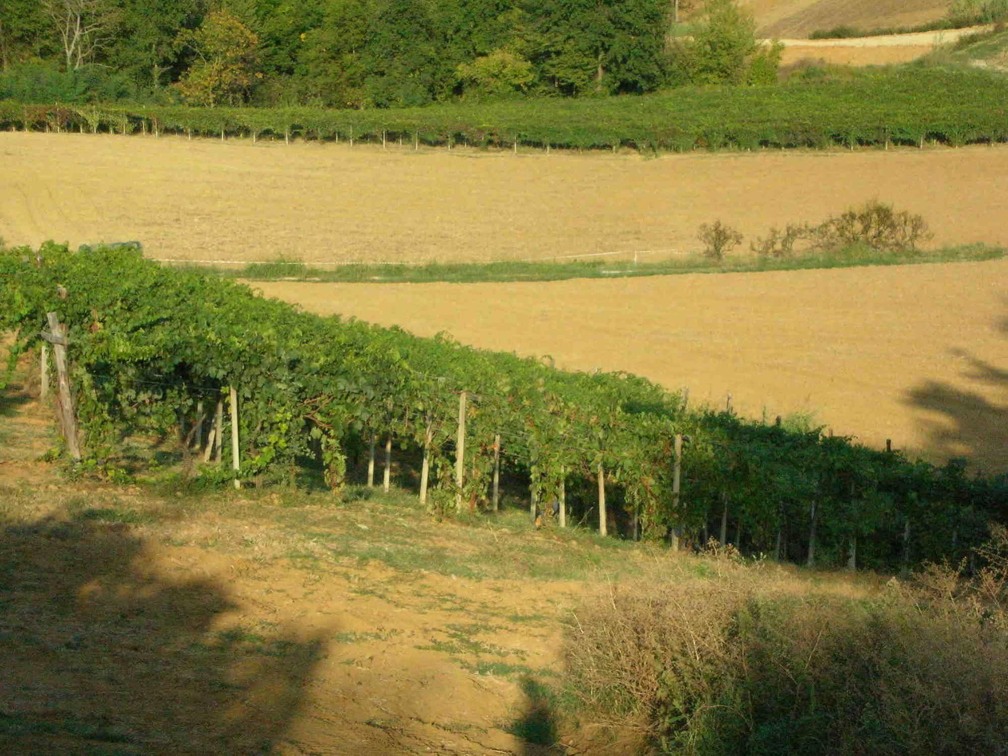 Casa Isabella Konuk evi Vaglio Serra Dış mekan fotoğraf